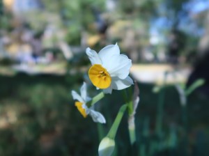 日比谷公園のスイセン Narcissus in Hibiya park