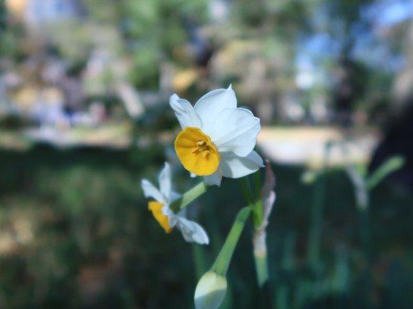 日比谷公園のスイセン　Narcissus in Hibiya park