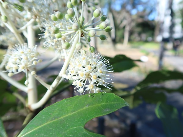 ヤツデの花の様子