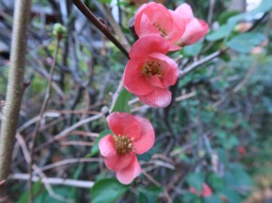 ボケ　早春の花