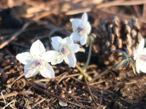 Shibateranthis pinnatifida Maxim/ Eranthis pinnatifida/ 節分草 セツブンソウ