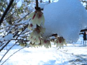 Chimonanthus praecox/ Japanese allspice/ 蝋梅 ロウバイ 