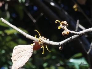 Chinese witch hazel/ シナマンサク