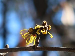 Chinese witch hazel/ シナマンサク