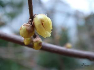 開花間近の蝋梅