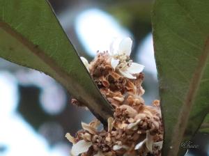 ビワ　枇杷の花