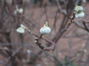 ミツマタ　春を待つ銀色の蕾