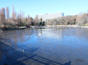 井の頭公園 かいぼり中