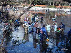 井の頭公園 かいぼり・生き物調査中