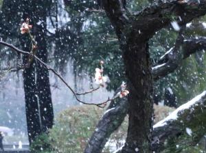 Prunus mume/ Japanese apricot/ ウメ　梅