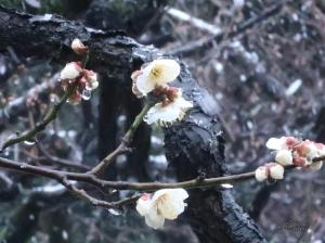 Prunus mume/ Japanese apricot/ ウメ　梅