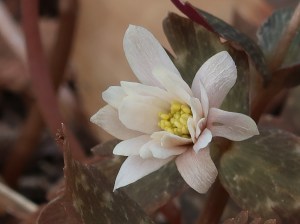 Anemone keiskeana/ ユキワリイチゲ