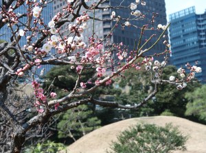 旧芝離宮恩賜庭園の紅白の梅