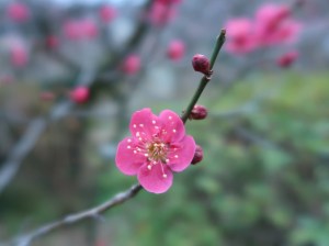 ウメ　品種：ギョクコウ　玉光