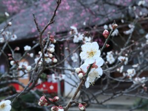 ウメ　寿昌梅