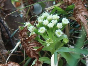 Butterbur/ フキ　蕗の薹