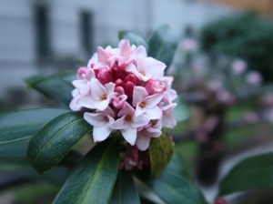 Winter Daphne/ ジンチョウゲ