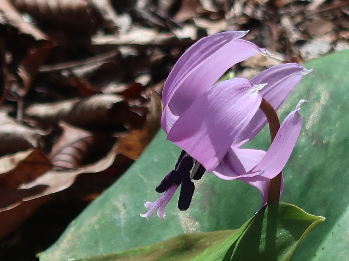 Asian fawnlily/ カタクリ