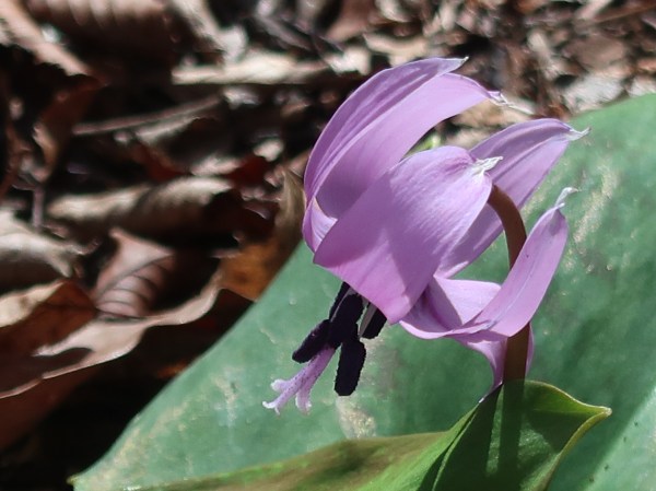 Asian fawnlily/ カタクリ