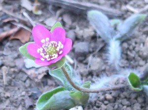 Hepatica nobilis/ Kidneywort/ ミスミソウ