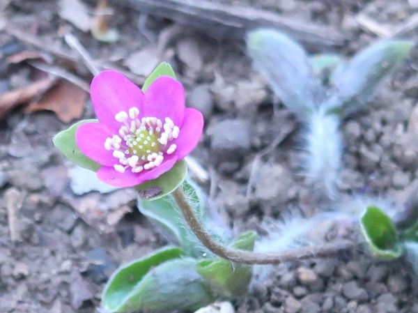 Hepatica nobilis/ Kidneywort/ ミスミソウ