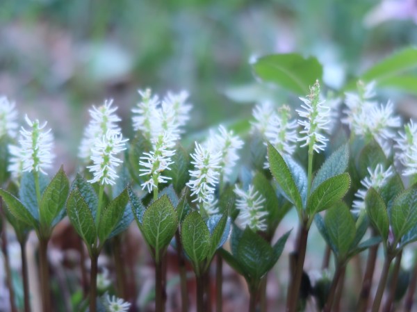 Japanese Chloranthus/ ヒトリシズカ