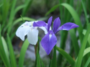 Rabit-ear iris/ カキツバタ