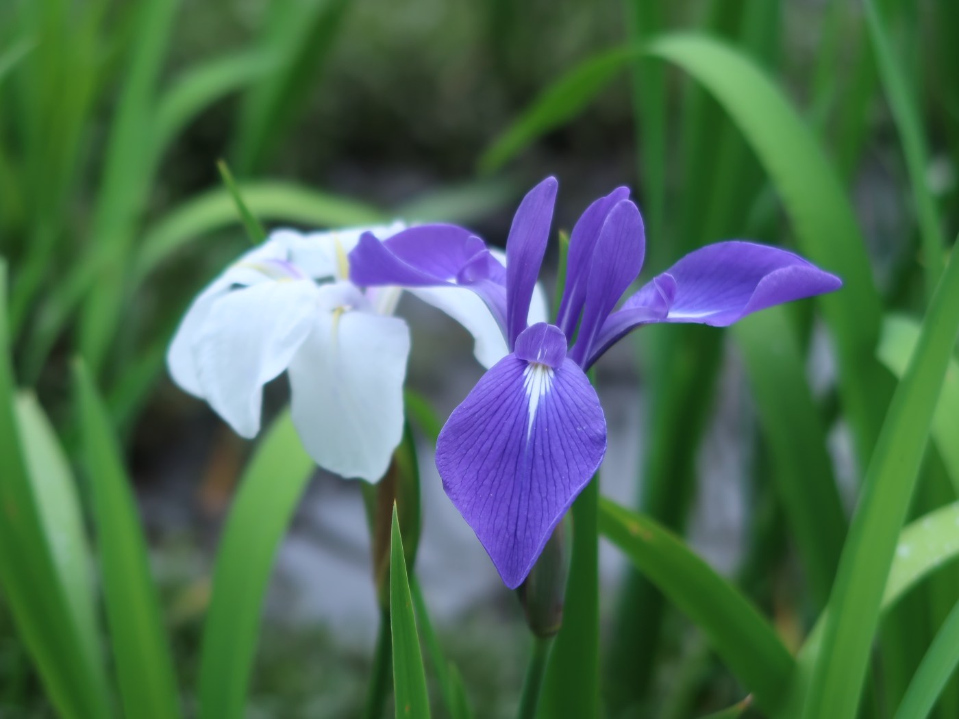 Rabit-ear iris/ カキツバタ