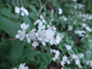 Slender deutzia/ ヒメウツギ