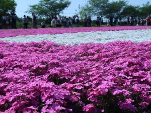 Moss phlox/ シバザクラ