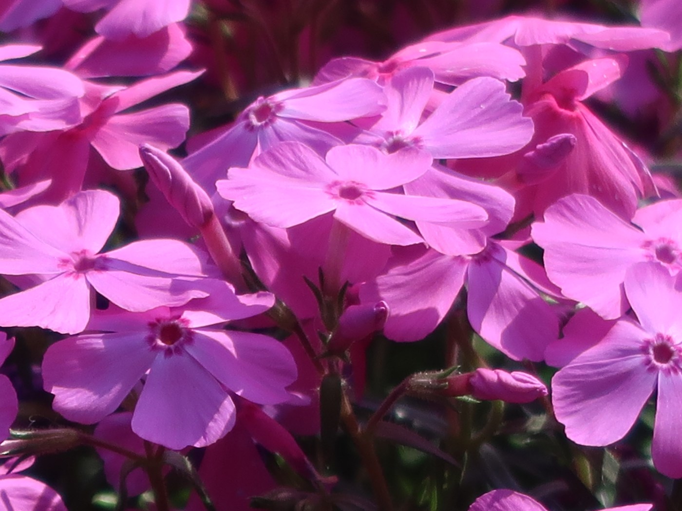 Moss phlox/ シバザクラ