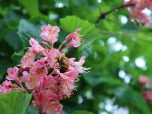 Red Horse-chestnut/ ベニバナトチノキ