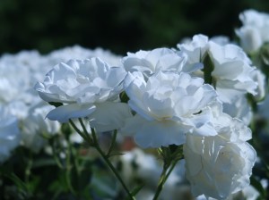 バラ　モダンローズ　アイスバーグ　殿堂