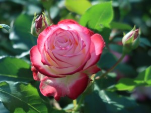 バラ　モダンローズ　ジュビレデュプリンスドゥモナコ