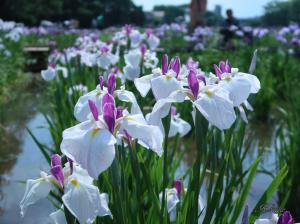 Iris ensata/ ハナショウブ