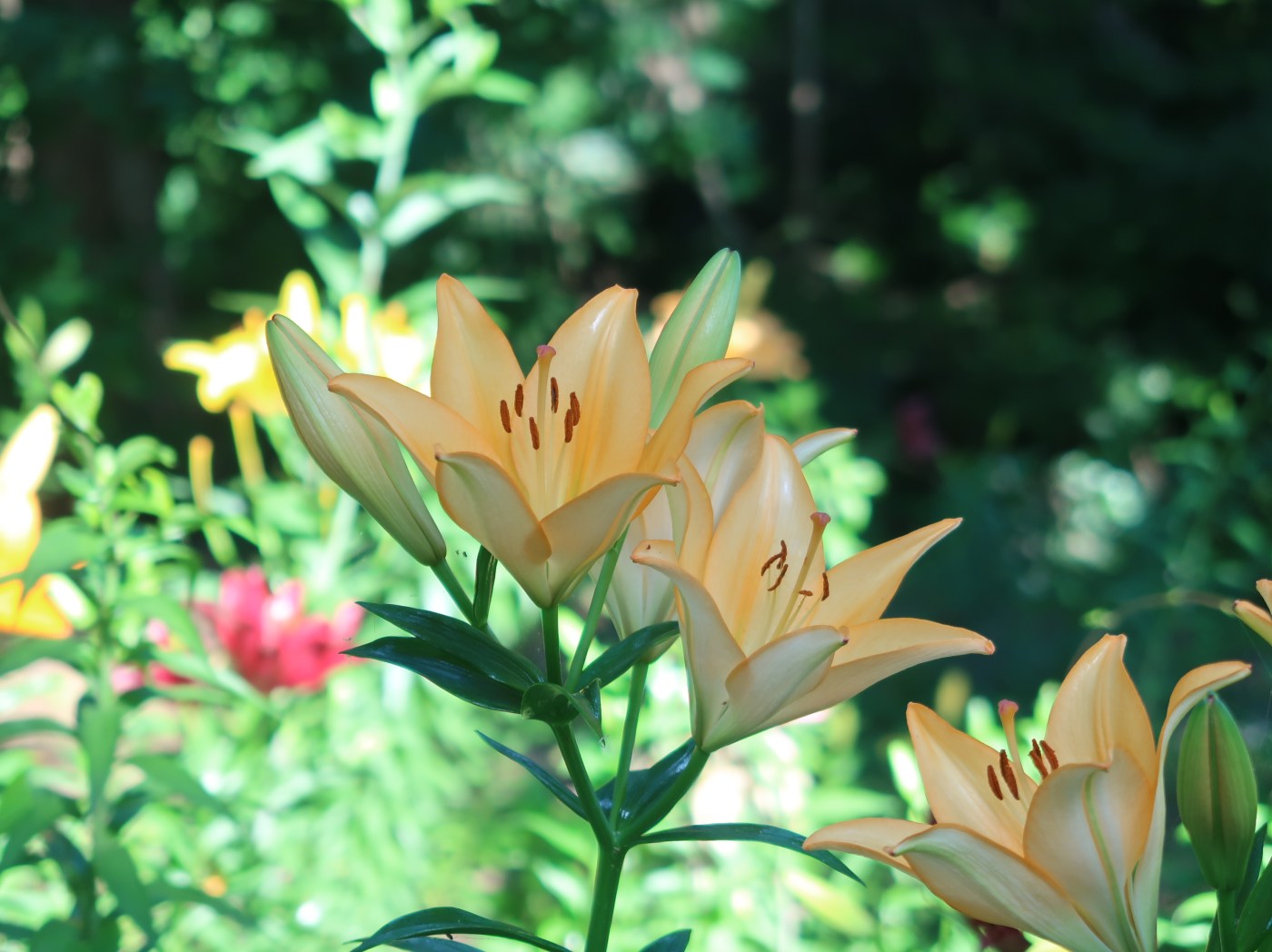 Thunberg Lily/ スカシユリ