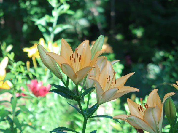 Thunberg Lily/ スカシユリ