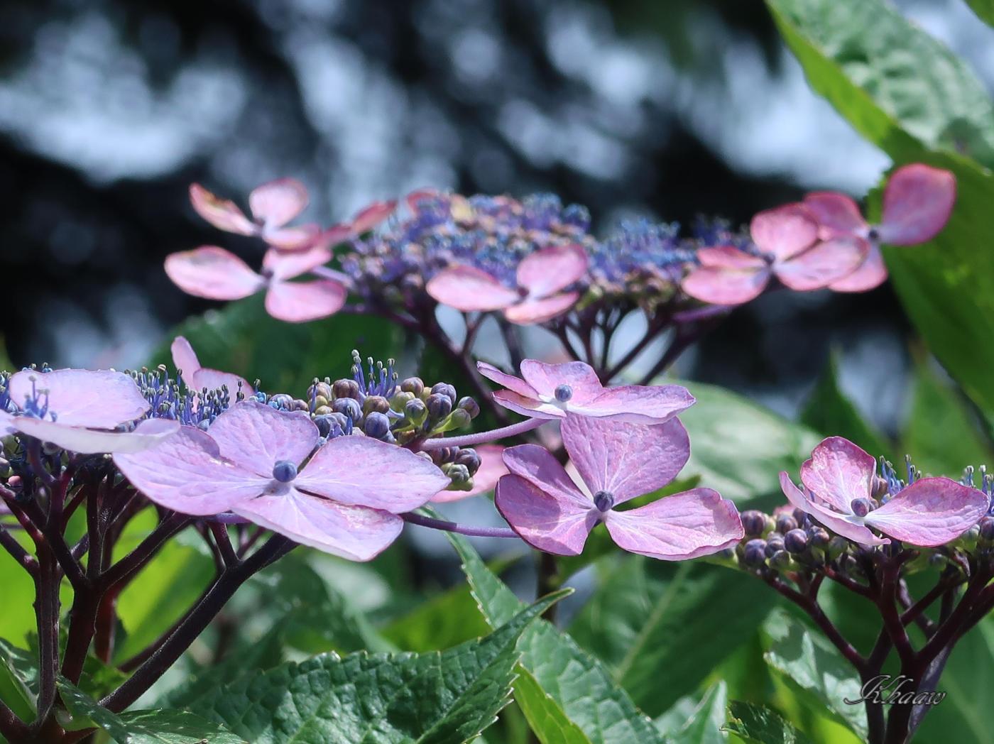 Bigleaf hydrangea/ アジサイ