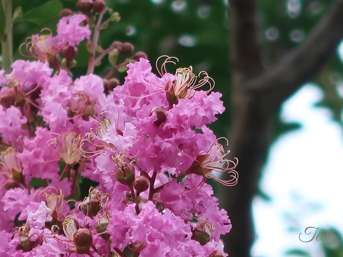 Crape myrtle/ サルスベリ