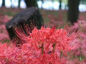 Red spider lily/ ヒガンバナ