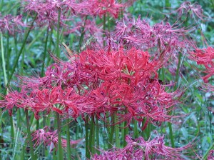 Red magic lily/ マンジュシャゲ