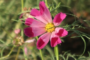 Cosmos/ コスモス