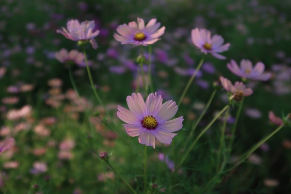 Cosmos/ コスモス