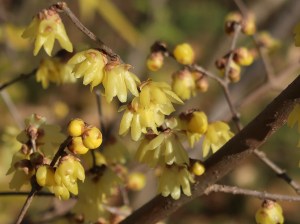 Chimonanthus praecox/ Winter sweet, Japanese allspice/ ロウバイ