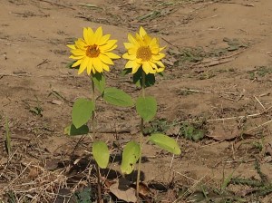 Helianthus annuus/ Sunflower/ ヒマワリ 向日葵