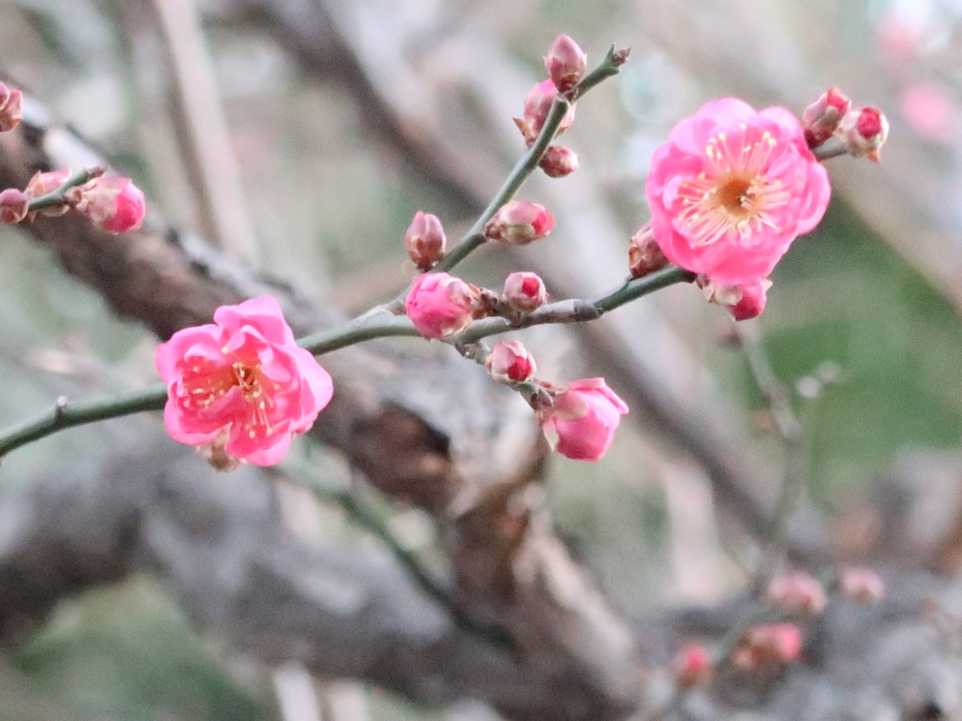 Prunus mume/ Japanese apricot/ ウメ