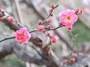 Prunus mume/ Japanese apricot/ ウメ