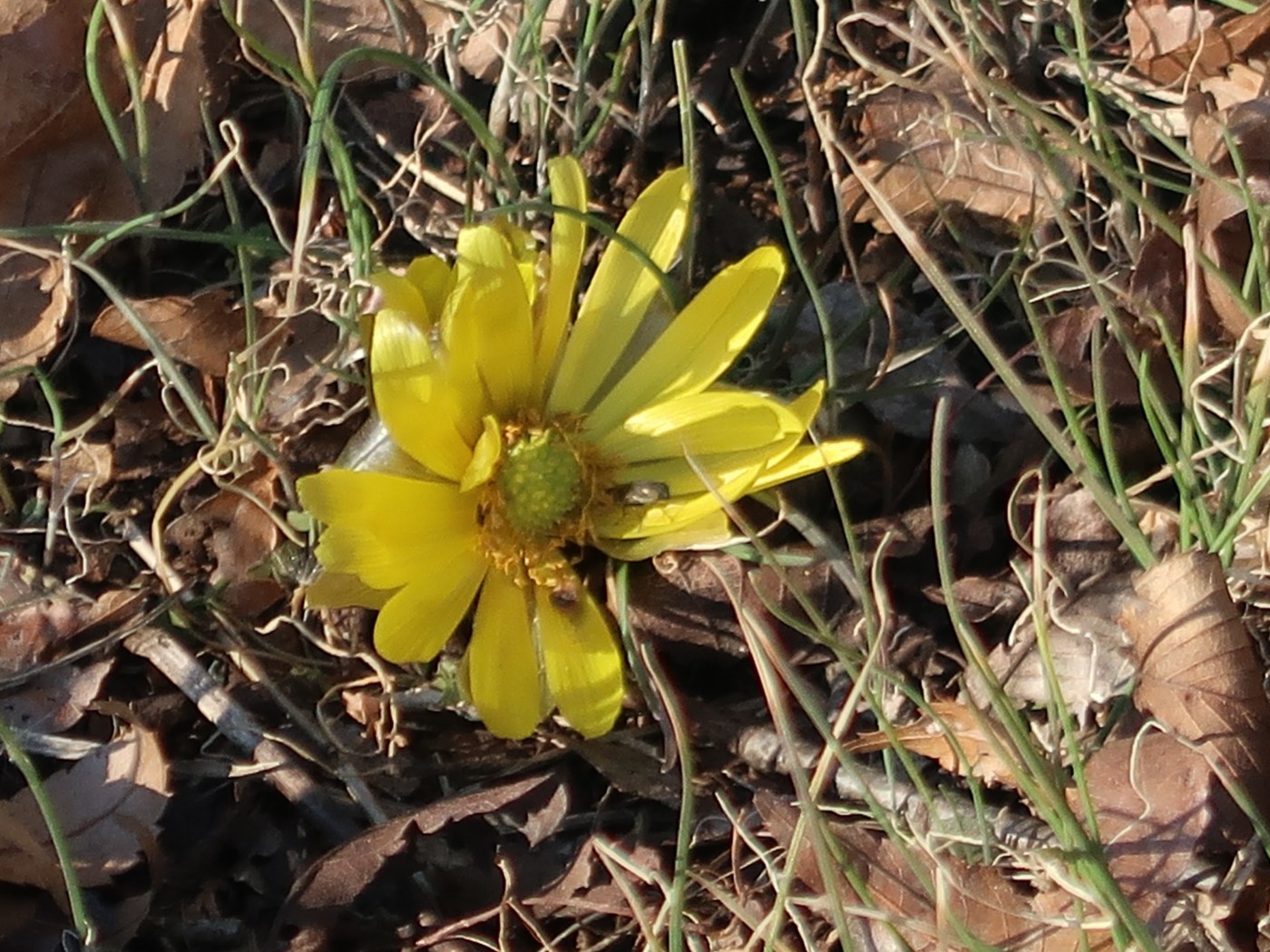 Adonis ramosa/ Far East Amur adonis/ フクジュソウ　福寿草