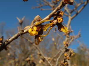 Hamamelis japonica/ Witch-hazel/ マンサク