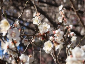 Prunus mume/ Japanese apricot/ ウメ 品種 冬至梅